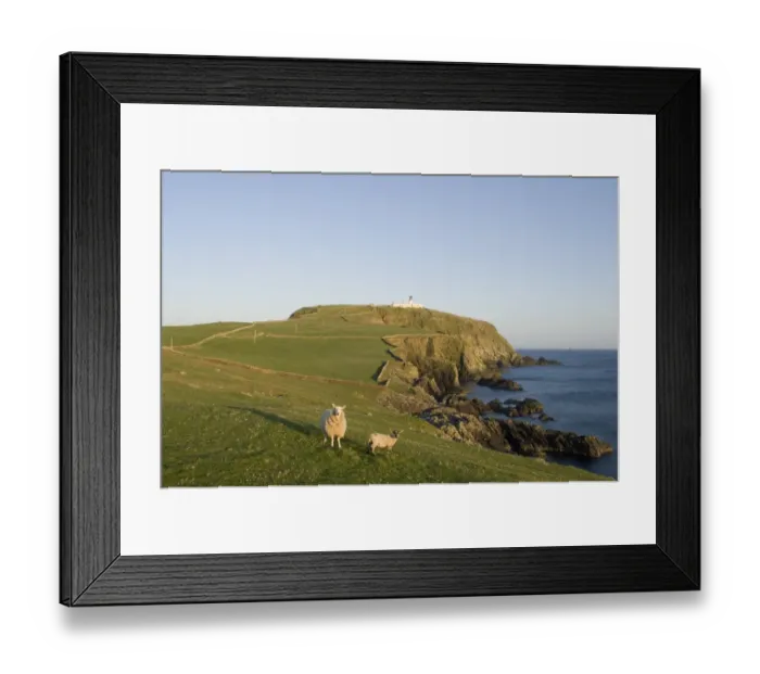 Framed Print : Sumburgh Head RSPB Reserve Shetland June Framed Print : Sumburgh Head RSPB Reserve Shetland June