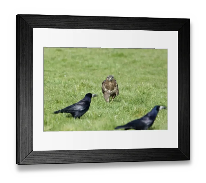Framed Print : Common Buzzard Buteo buteo about to steal carrion from Rooks Wales spring Framed Print : Common Buzzard Buteo buteo about to steal carrion from Rooks Wales spring