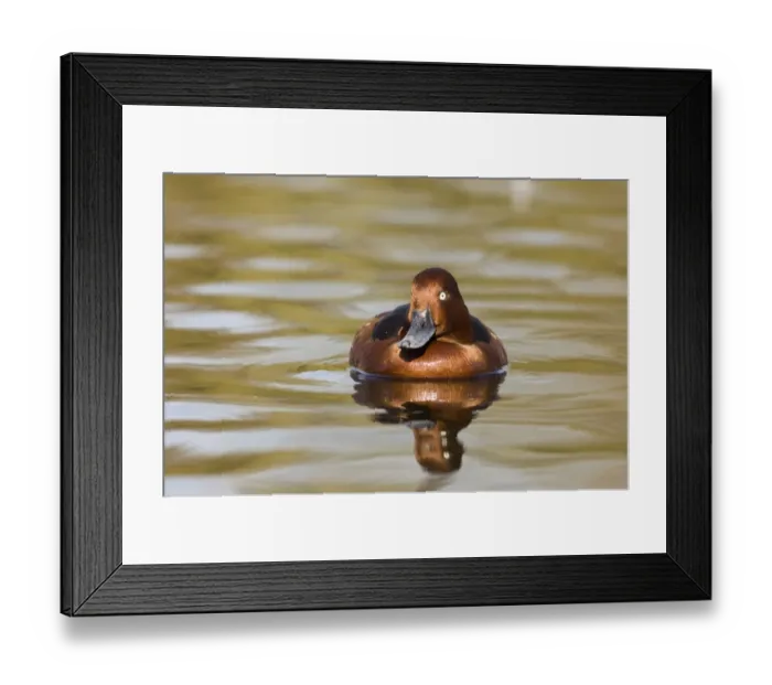 Framed Print : Ferruginous Duck male spring captive Framed Print : Ferruginous Duck male spring captive