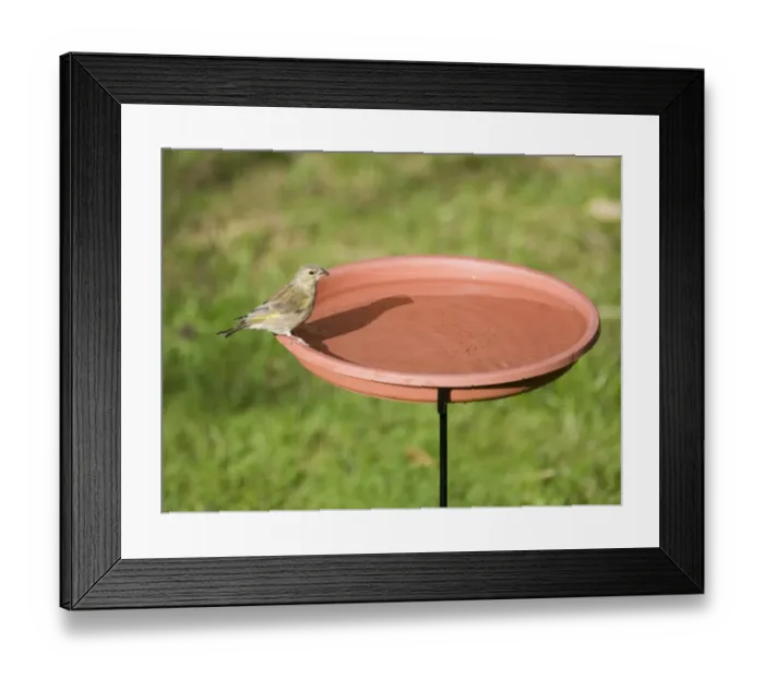 Framed Print : Greenfinch at bird bath in garden Norfolk Framed Print : Greenfinch at bird bath in garden Norfolk