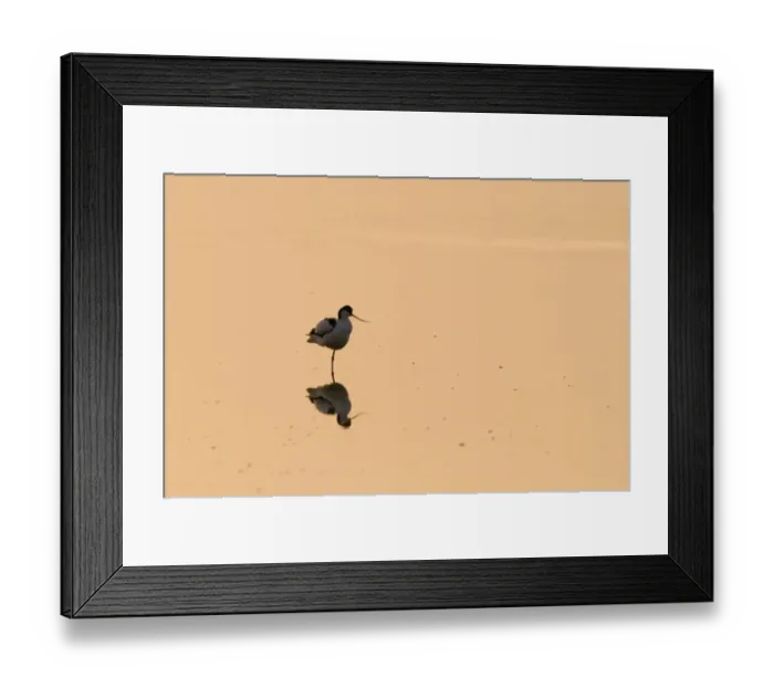 Framed Print : Avocet Recurvirostra avocetta at dawn Titchwell RSPB Reserve Norfolk April Framed Print : Avocet Recurvirostra avocetta at dawn Titchwell RSPB Reserve Norfolk April