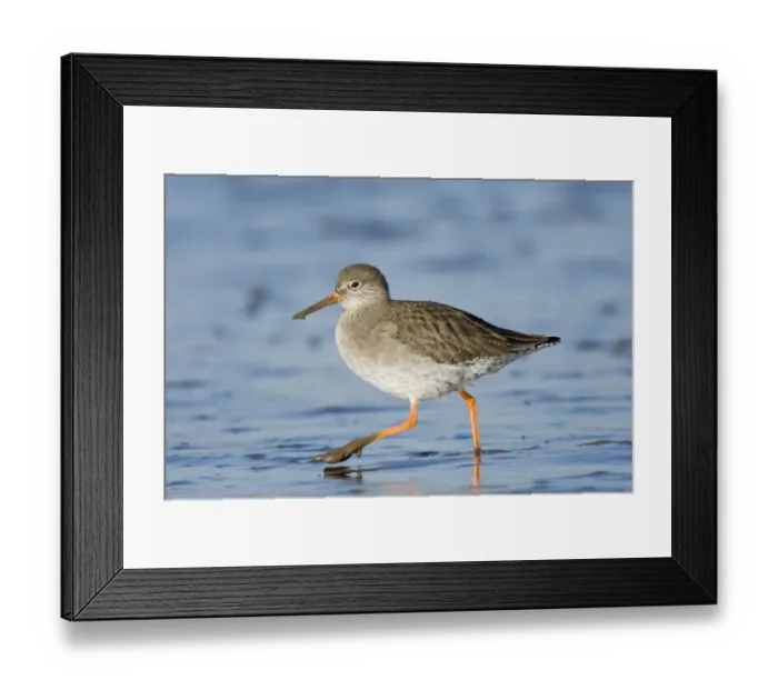 Framed Print : Redshank Tringa totanus feeding on mudflats North Norfolk winter Framed Print : Redshank Tringa totanus feeding on mudflats North Norfolk winter