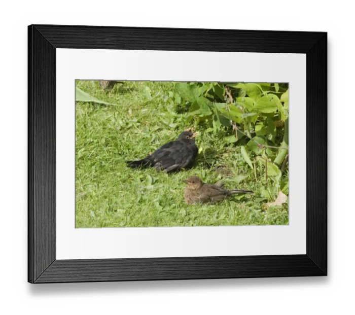 Framed Print : Blackbird Turdus merula pair sunning in garden norfolk summer UK Framed Print : Blackbird Turdus merula pair sunning in garden norfolk summer UK