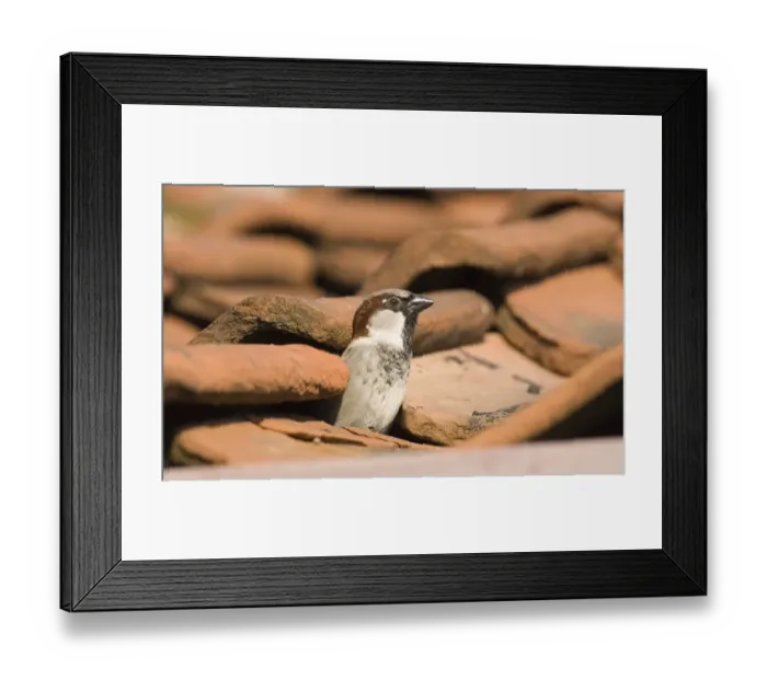 Framed Print : House Sparrow Passer domesticus looking out frm nest hole in roof Norfolk summer Framed Print : House Sparrow Passer domesticus looking out frm nest hole in roof Norfolk summer