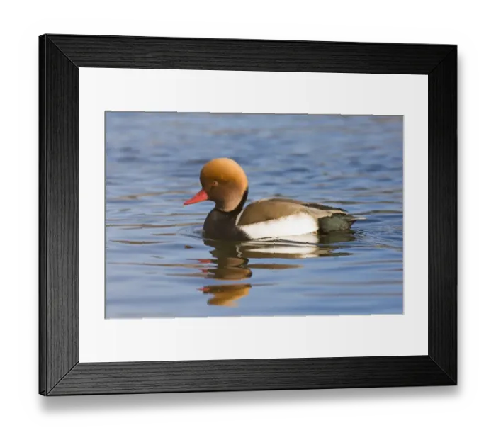 Framed Print : Red-crested Pochard Netta rufina male February Framed Print : Red-crested Pochard Netta rufina male February
