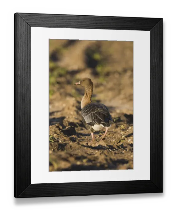 Framed Print : Pink-footed Goose Anser brachyrhynchus feeding on beet field Norfolk winter Framed Print : Pink-footed Goose Anser brachyrhynchus feeding on beet field Norfolk winter