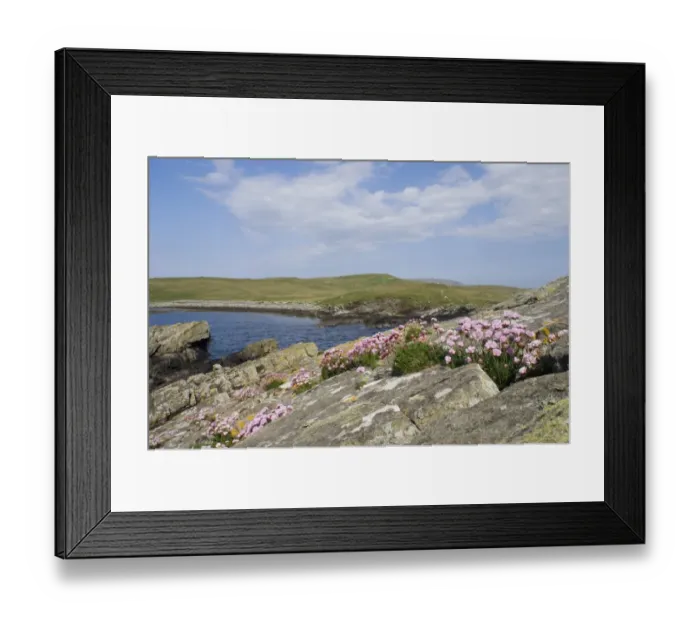 Framed Print : Thrift / East Ham Bay Mousa Shetland June Framed Print : Thrift / East Ham Bay Mousa Shetland June