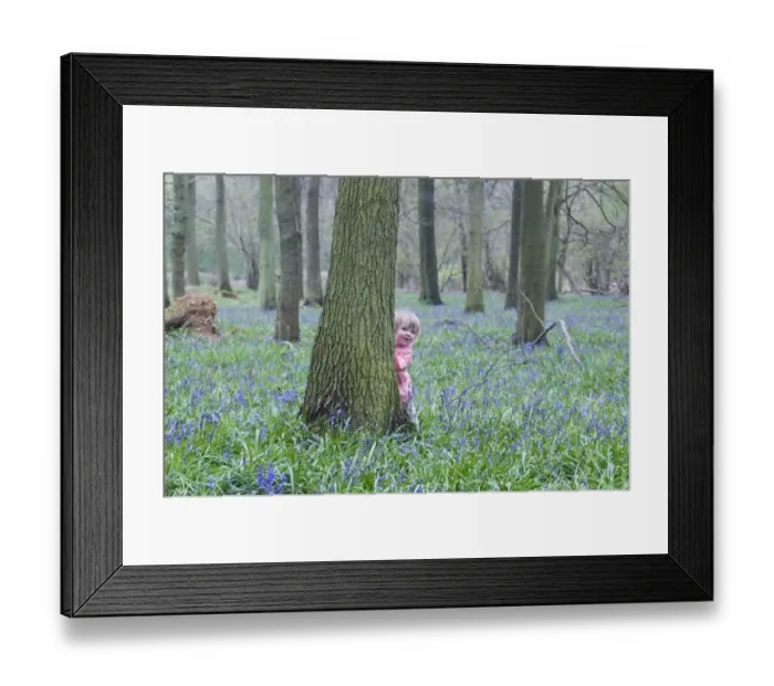 Framed Print : Toddler (young girl) peering around tree in Bluebell wood Bucks UK April Framed Print : Toddler (young girl) peering around tree in Bluebell wood Bucks UK April