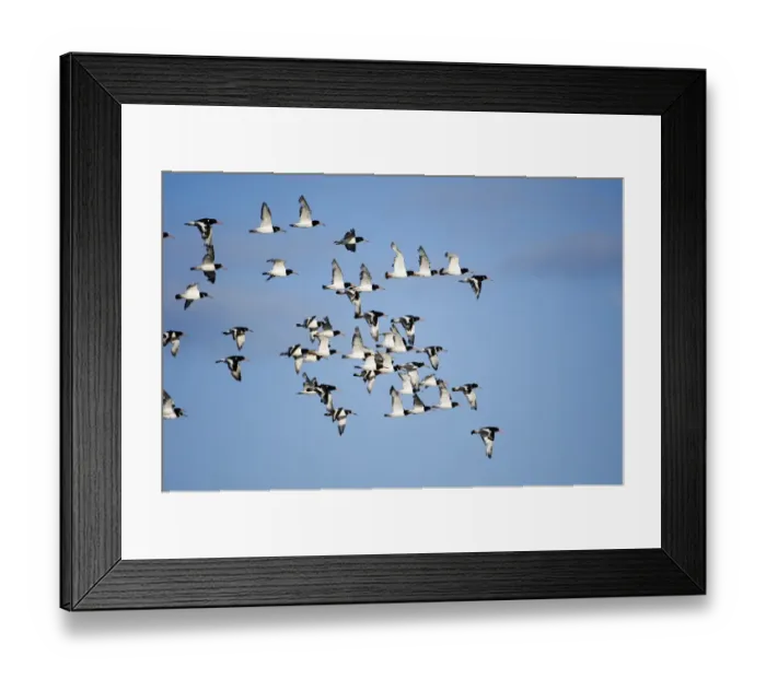 Framed Print : Oystercatchers Haematopus ostralegus flock leaving high tide roost to feed out on Framed Print : Oystercatchers Haematopus ostralegus flock leaving high tide roost to feed out on