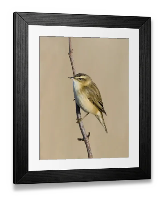 Framed Print : Sedge Warbler Acrocephalus schoenobaenus Cley Norfolk April Framed Print : Sedge Warbler Acrocephalus schoenobaenus Cley Norfolk April