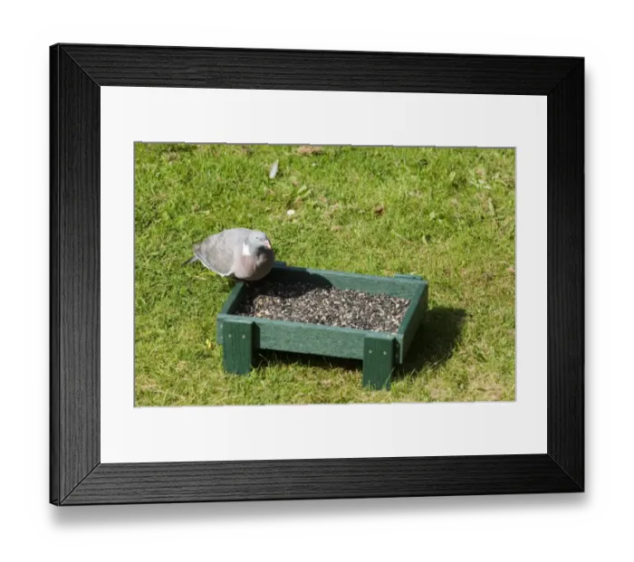 Framed Print : 002967 Framed Print : 002967