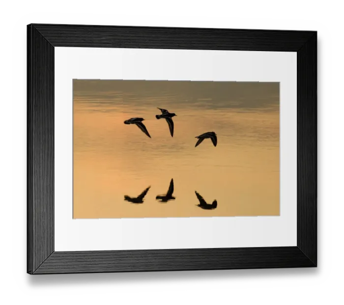 Framed Print : Turnstones Arenaria interpres Snettisham Norfolk Framed Print : Turnstones Arenaria interpres Snettisham Norfolk