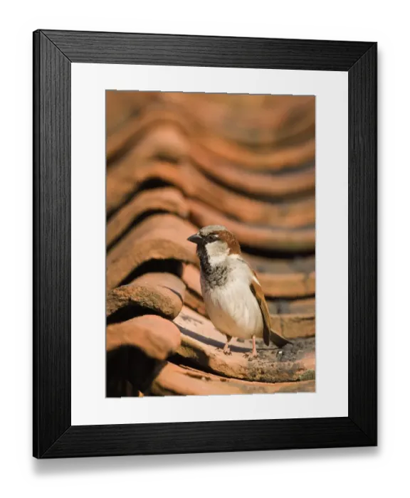 Framed Print : House Sparrow Passer domesticus male on roof Norfolk spring Framed Print : House Sparrow Passer domesticus male on roof Norfolk spring