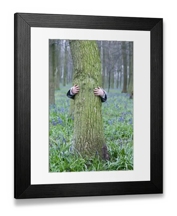 Framed Print : Young boy (3 yr old) hugging tree in Bluebell wood Bucks UK April Framed Print : Young boy (3 yr old) hugging tree in Bluebell wood Bucks UK April