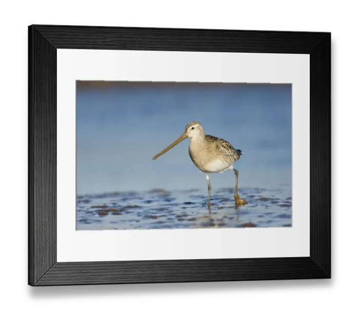 Framed Print : Bar-tailed Godwit Limosa lapponica feeding on todal mudflats North Norfolk January Framed Print : Bar-tailed Godwit Limosa lapponica feeding on todal mudflats North Norfolk January