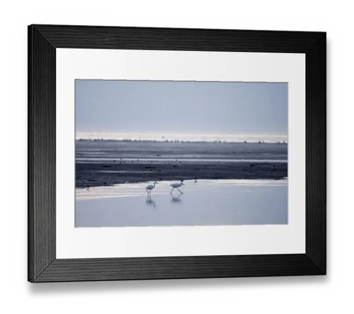 Framed Print : Little Egrets Egretta garzetta feeding along channel on the Wash at Snettisham Norfolk