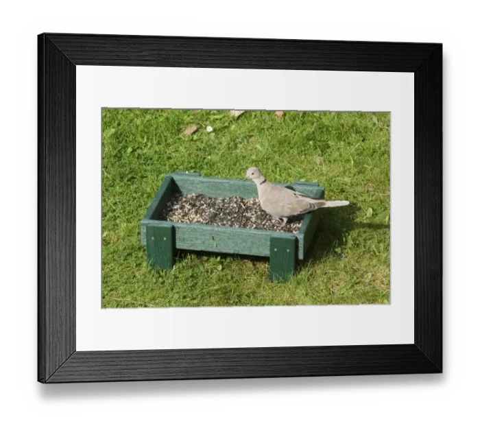 Framed Print : 002974 Framed Print : 002974