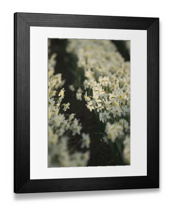 Framed Print : Daffodils being grown commercially North Norfolk spring