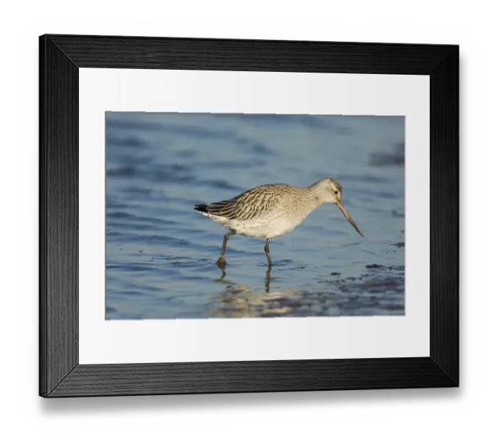 Framed Print : Bar-tailed Godwit Limosa lapponica in non breeding plumage North Norfolk winter Framed Print : Bar-tailed Godwit Limosa lapponica in non breeding plumage North Norfolk winter