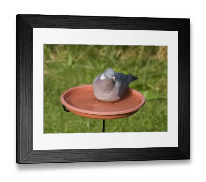 Framed Print : Wood Pigeon Columba palumbus in garden bird bath Norfolk September Framed Print : Wood Pigeon Columba palumbus in garden bird bath Norfolk September