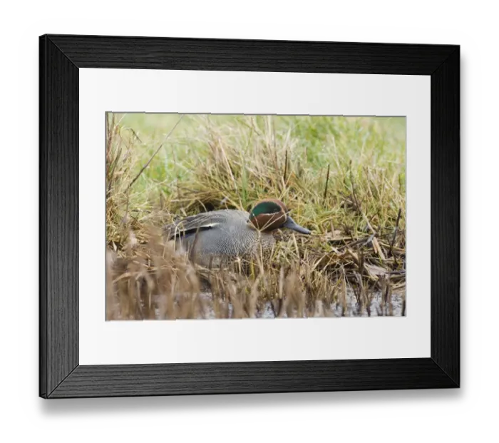 Framed Print : Teal Anas crecca male in ditch Norfolk winter Framed Print : Teal Anas crecca male in ditch Norfolk winter