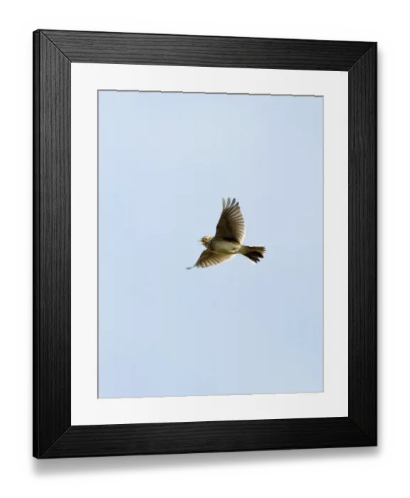 Framed Print : Skylark Alauda arvensis in song flight Norfolk April Framed Print : Skylark Alauda arvensis in song flight Norfolk April