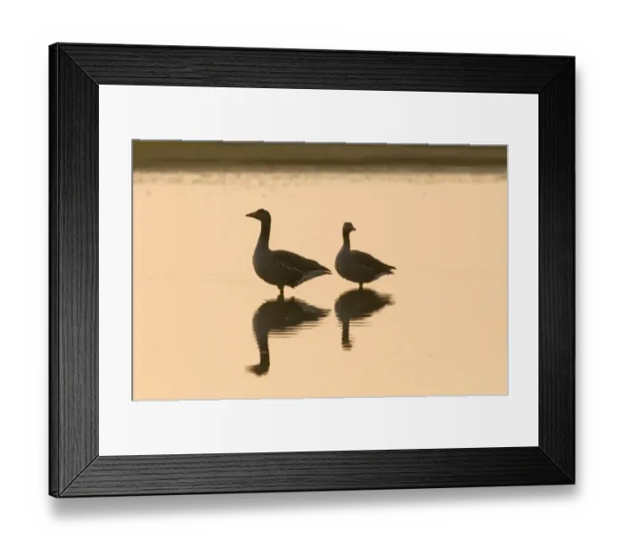 Framed Print : Greylag Geese Anser anser pair at dawn Titchwell Norfolk April Framed Print : Greylag Geese Anser anser pair at dawn Titchwell Norfolk April