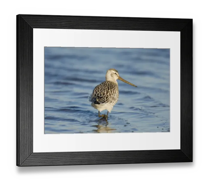 Framed Print : Bar-tailed Godwit Limosa lapponica in non breeding plumage North Norfolk winter Framed Print : Bar-tailed Godwit Limosa lapponica in non breeding plumage North Norfolk winter