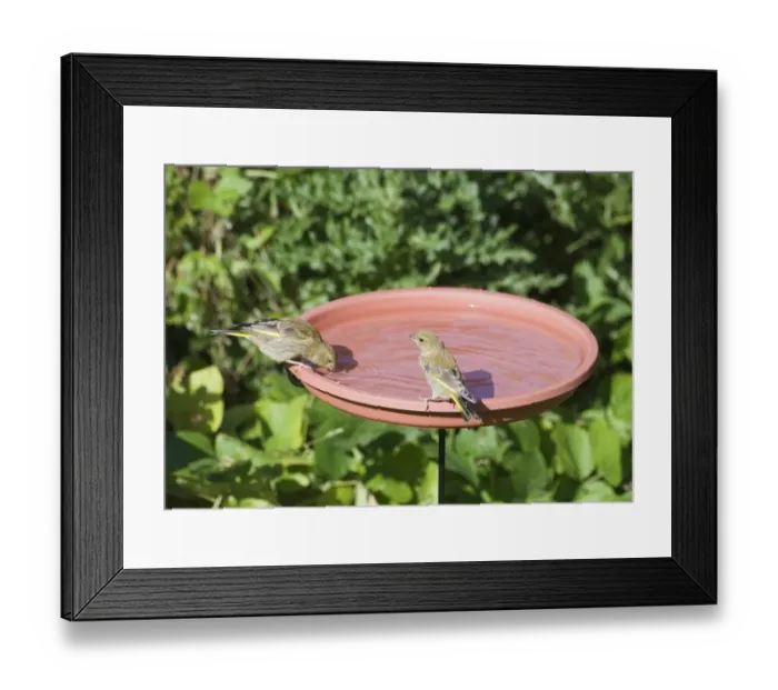 Framed Print : Greenfinch at bird bath in garden Norfolk Framed Print : Greenfinch at bird bath in garden Norfolk