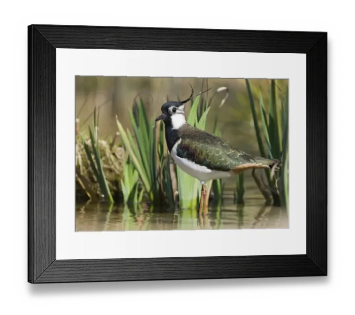 Framed Print : Lapwing Vanellus vanellus Norfolk spring Framed Print : Lapwing Vanellus vanellus Norfolk spring