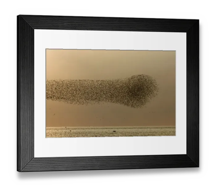 Framed Print : Knot Calidris canutus swirling over the Wash off Snettisham RSPB Reserve Norfolk August Framed Print : Knot Calidris canutus swirling over the Wash off Snettisham RSPB Reserve Norfolk August