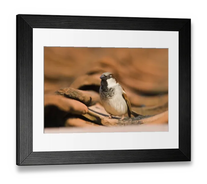Framed Print : House Sparrow Passer domesticus male on roof Norfolk spring Framed Print : House Sparrow Passer domesticus male on roof Norfolk spring