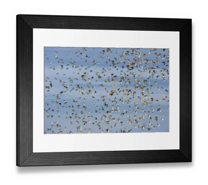 Framed Print : Knot Calidris canutus over the Wash off Snettisham RSPB Reserve Norfolk August Framed Print : Knot Calidris canutus over the Wash off Snettisham RSPB Reserve Norfolk August
