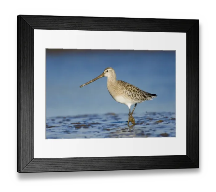 Framed Print : Bar-tailed Godwit Limosa lapponica feeding on todal mudflats North Norfolk January