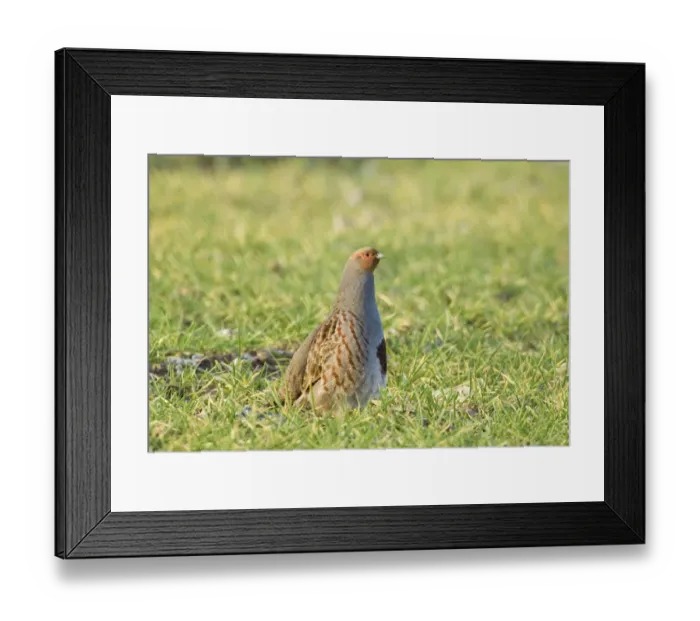 Framed Print : Grey Partridge Perdix perdix on arable farmland Norfolk winter