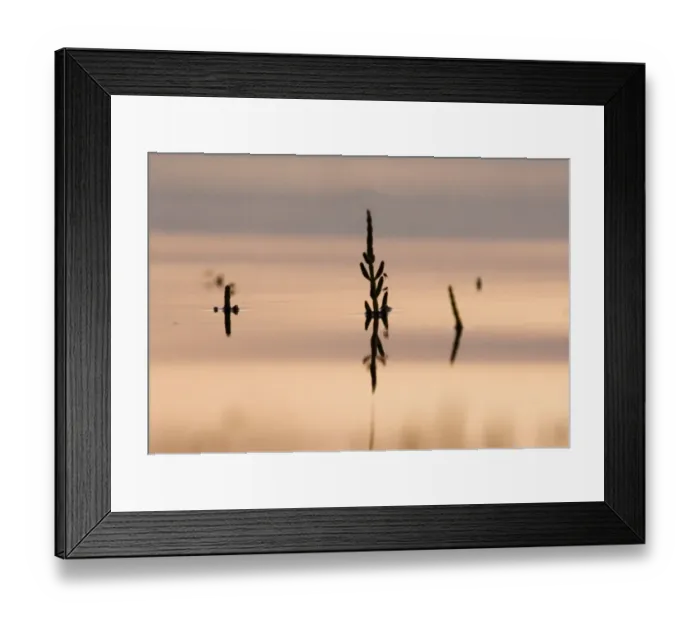 Framed Print : Samphire peeping up above the rising tide The Wash Snettisham Norfolk Framed Print : Samphire peeping up above the rising tide The Wash Snettisham Norfolk