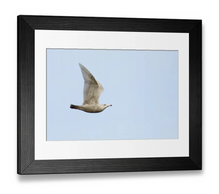 Framed Print : Glaucous Gull Larus hypoboreus 2nd winter Cley North Norfolk February Framed Print : Glaucous Gull Larus hypoboreus 2nd winter Cley North Norfolk February