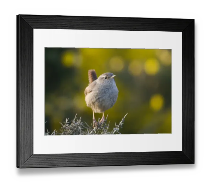 Framed Print : Wren Troglodytes troglodytes Norfolk spring Framed Print : Wren Troglodytes troglodytes Norfolk spring