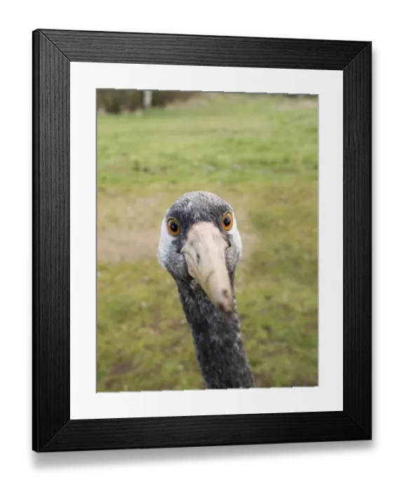 Framed Print : Common Crane Grus grus (wild) Norfolk winter