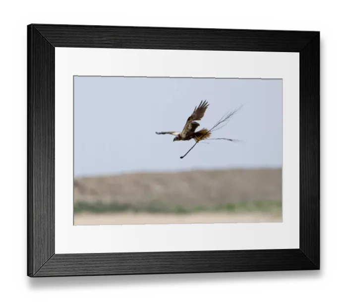 Framed Print : Marsh Harrier Circus aeruginosus female carrying nest material Cley Norfolk April Framed Print : Marsh Harrier Circus aeruginosus female carrying nest material Cley Norfolk April