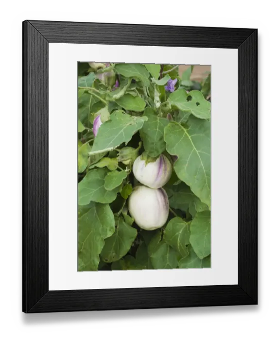 Framed Print : Aubergine Solanum menogenum being grown in garden Framed Print : Aubergine Solanum menogenum being grown in garden