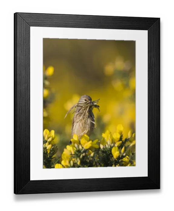 Framed Print : Linnet Carduelis cannabina with nest material Norfolk April Framed Print : Linnet Carduelis cannabina with nest material Norfolk April