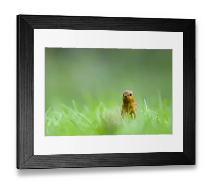 Framed Print : Robin Erithacus rubecula on garden lawn Norfolk spring Framed Print : Robin Erithacus rubecula on garden lawn Norfolk spring