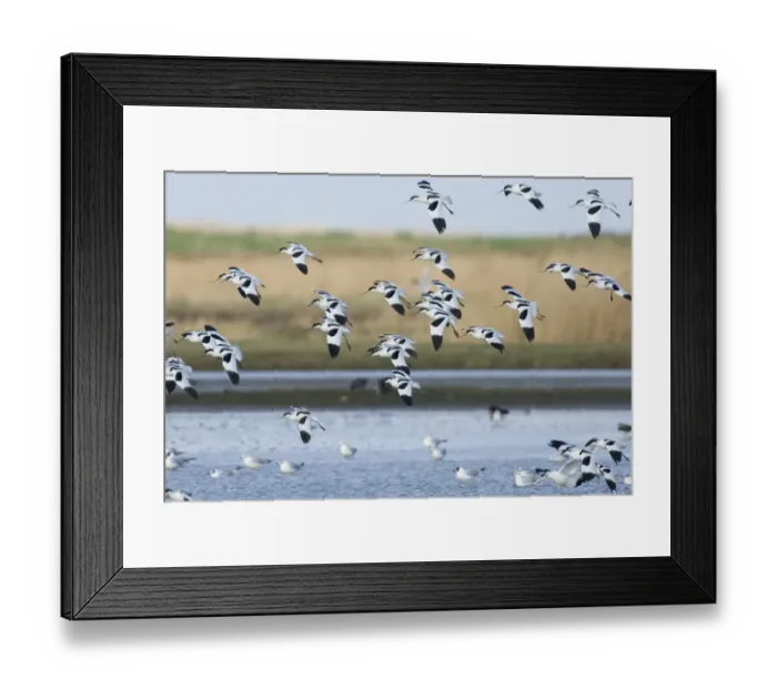 Framed Print : Avocet Recurvirostra avosetta flock Titchwell Norfolk winter Framed Print : Avocet Recurvirostra avosetta flock Titchwell Norfolk winter