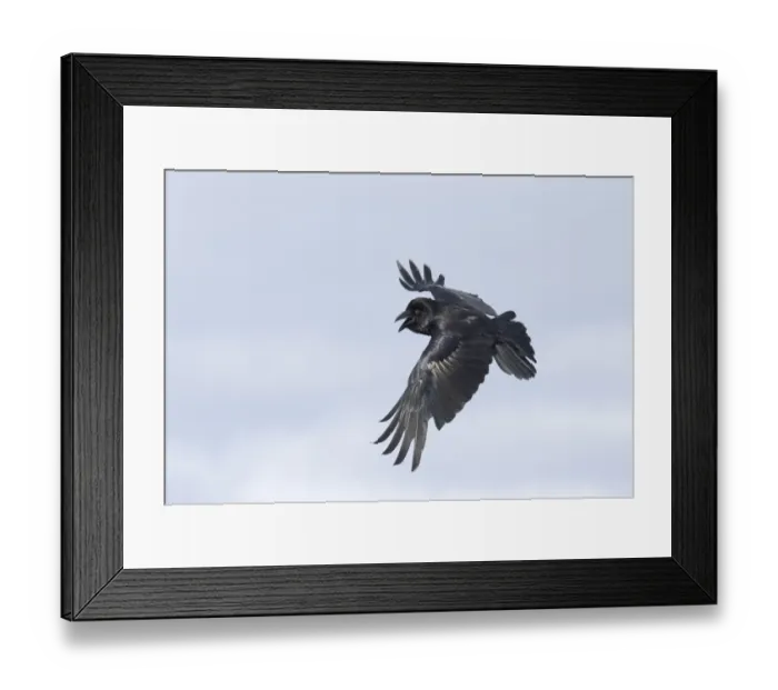 Framed Print : Marsh Harrier Circus aeruginosus female carrying food back to nest Cley Norfolk July