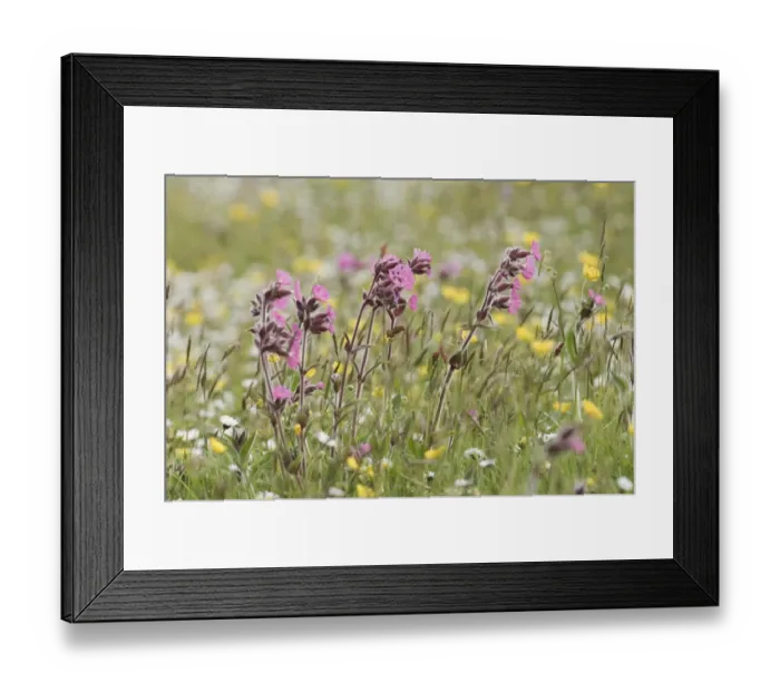 Framed Print : Wildflower meadow including Red Campion Shetland summer Framed Print : Wildflower meadow including Red Campion Shetland summer