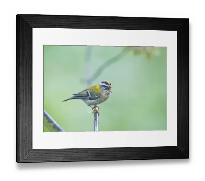 Framed Print : Firecrest Regulus ignicapillus in song Norfolk April Framed Print : Firecrest Regulus ignicapillus in song Norfolk April