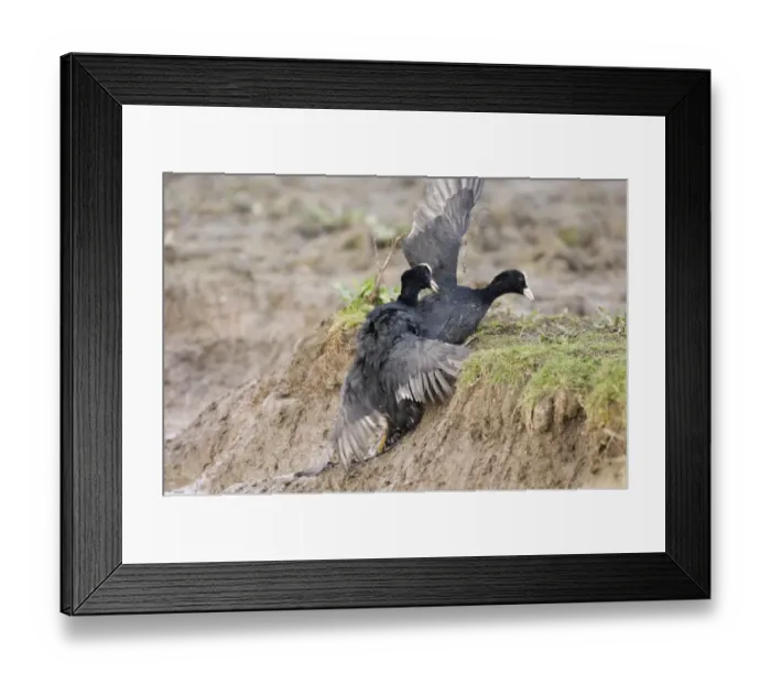 Framed Print : Coot Fulica atra fighting in territorial dispute Norfolk spring Framed Print : Coot Fulica atra fighting in territorial dispute Norfolk spring
