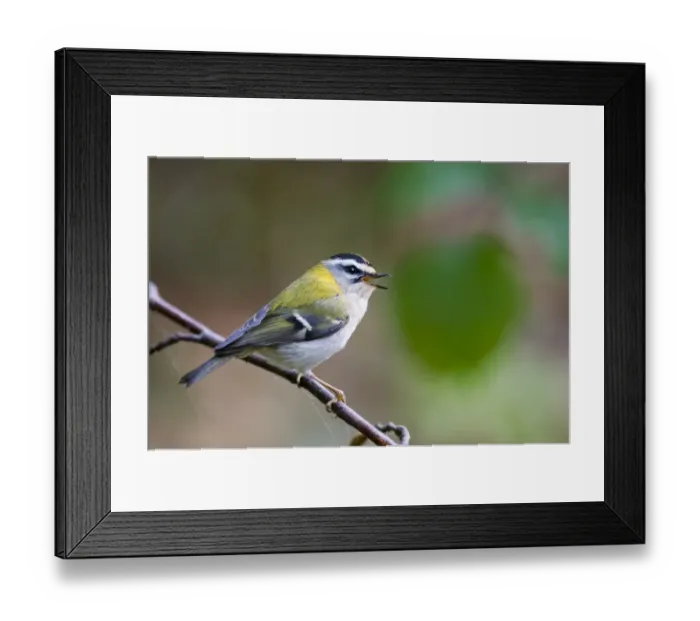 Framed Print : Firecrest Regulus ignicapillus in song Norfolk April Framed Print : Firecrest Regulus ignicapillus in song Norfolk April
