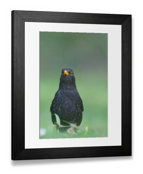 Framed Print : Blackbird Turdus merula male hunting for earthworms on garden lawn Norfolk April Framed Print : Blackbird Turdus merula male hunting for earthworms on garden lawn Norfolk April